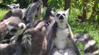 Funny lemurs the best compilations [upl. by Dudley]