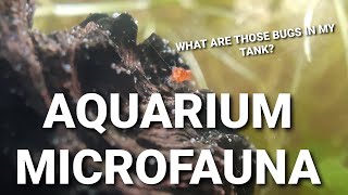 What Are Those Little Bugs And Worms In Your Aquarium  Common Aquarium Micro Fauna [upl. by Omidyar]