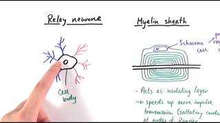 A2 Biology  Neurones OCR A Chapter 132 [upl. by Soinski]