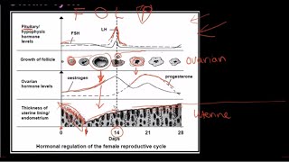 Grade 12 Life Sciences Human Reproduction Part 3 [upl. by Server]