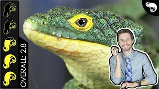 Abronia Arboreal Alligator Lizard The Best Pet Lizard [upl. by Bohlen]