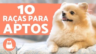 10 CACHORROS PARA APARTAMENTO raças  características [upl. by Alix]