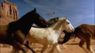 Horses Neighing  Horse Sounds  Horses Galloping [upl. by Alekim]