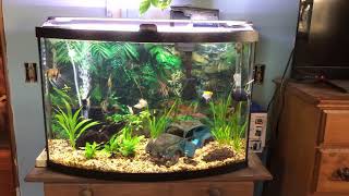 36 Gallon Bow Front Aquarium [upl. by Latta]