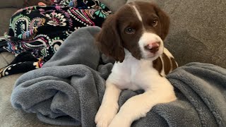 We Got Our Second Brittany Spaniel Puppy Meet Piper [upl. by Thielen]