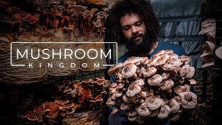 Cultivating Gourmet and Medicinal Mushrooms  PARAGRAPHIC [upl. by Dianemarie734]