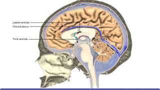 Detailed Animation on Circulation of CSF [upl. by Cynthy]