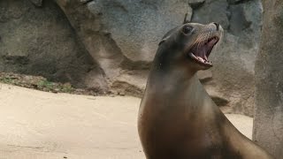 ​Why Do Sea Lions Bark [upl. by Annice358]