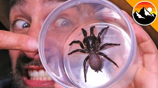 Milking the Worlds Most Venomous Spider [upl. by Tat]