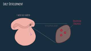 Oogenesis  embryonic development [upl. by Billie982]