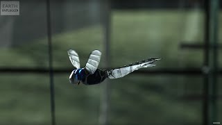 INCREDIBLE Robot Dragonfly  BBC Earth Explore [upl. by Aehc961]