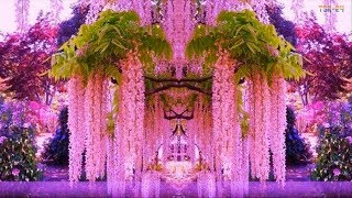 WOW Magnificent Colors of Wisteria  Beautiful Flowers [upl. by Nayk]