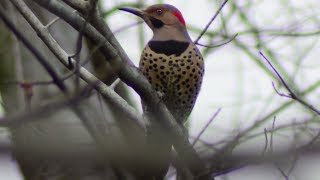 Northern flicker bird call  song  sounds [upl. by Sadonia]