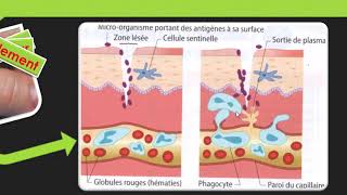 SVT cycle 4  Les défenses immunitaires [upl. by Yerd]