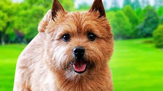 Norwich Terrier Dogs 101  Ultimate Owner Guide Top Pros and Cons of Owning the Norwich Terriers [upl. by Shoifet]