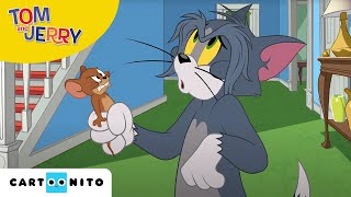 Tom și Jerry  Atacul puricilor  Cartoonito [upl. by Nomar987]