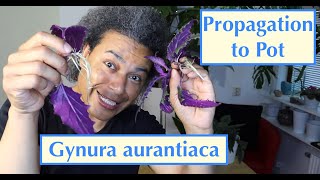 Propagation to Pot  Gynura aurantiaca Purple Passion  Velvet Plant [upl. by Hiamerej]