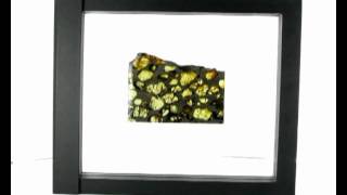 Pallasite meteorite for sale [upl. by Kolosick315]