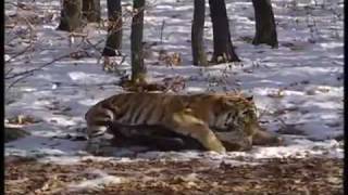 Siberian Tiger Hunts Deer [upl. by Noryahs]