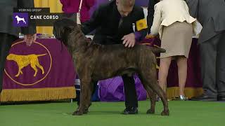 Cane Corso  Breed Judging 2019 [upl. by Osric462]