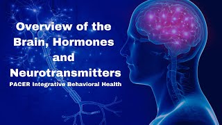 Overview of the Brain Hormones and Neurotransmitters PACER Integrative Behavioral Health [upl. by Sawyor]