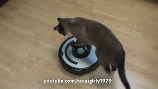 Cat shows HOW TO use iRobot Roomba Vacuum [upl. by Vladimir]