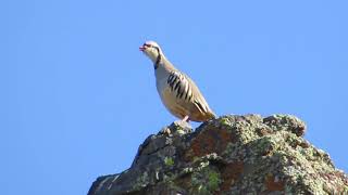 Chukar calling [upl. by Eleirbag]