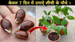 How to grow Lychee plant from seeds  लीची को बीज से उगाऐ । [upl. by Lozano609]