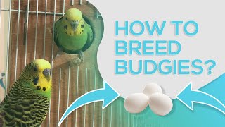 HOW TO BREED BUDGIES  10 STEPS FOR SUCCESSFUL BREEDING [upl. by Itram422]