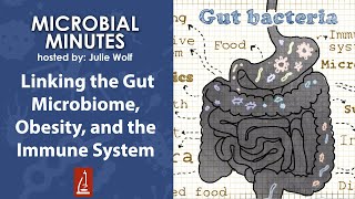 Linking the Gut Microbiome Obesity and the Immune System [upl. by Casimir]