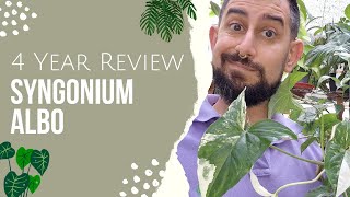 Syngonium Albo Review  4 Years owning the Variegated Syngonium Podophyllum  Care and Tips [upl. by Pass]