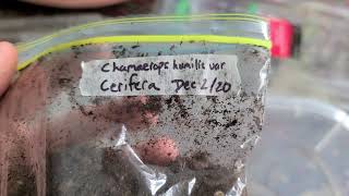 How to germinate Chamaerops Humilis var Cerifera palm seeds baggie method [upl. by Anaihs]