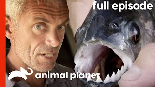 River Monsters Jeremy Wade Investigates the Piranha S1 E1  Full Episode [upl. by Jezreel]