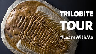 Take a Trilobites Tour LearnWithMe [upl. by Adikram]