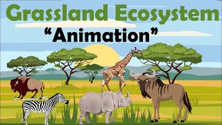 GRASSLAND ECOSYSTEM  Animation [upl. by Ysnap721]