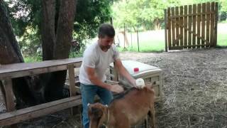 Applying Diatomaceous Earth To Animals [upl. by Nagol]