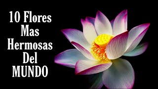 Las 10 Flores Mas Hermosas Del Mundo 2024 [upl. by Zile127]