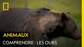 COMPRENDRE  Les ours [upl. by Skipper630]