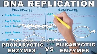 DNA Replication  Prokaryotic vs Eukaryotic Enzymes [upl. by Nail]