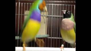 Gouldian Finch Courtship Dance [upl. by Yrnehnhoj]