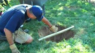 How To Plant A River Birch Tree [upl. by Uriiah]