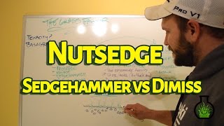 How To Kill Nutsedge  Sedgehammer vs Dismiss  The Grass Factor [upl. by Golda511]