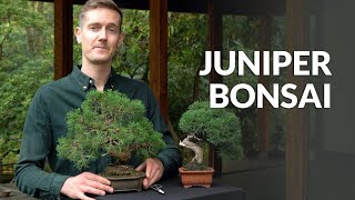 Juniper Bonsai tree care [upl. by Kcirtap212]