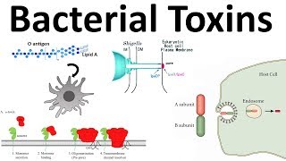 bacterial toxins Endotoxin and Exotoxins [upl. by Dott75]