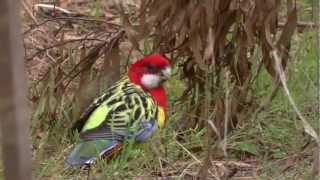 Eastern Rosellas [upl. by Eerbua]