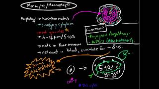 Immunology  Monocytes and Macrophages [upl. by Esenwahs]