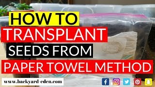 How to transplant seeds from the paper towel method  Backyard Eden  Sustainable Urban Homestead [upl. by Doolittle]