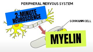 2Minute Neuroscience Myelin [upl. by Eelarol]