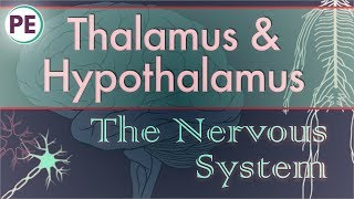 The Nervous System Diencephalon  Thalamus amp Hypothalamus [upl. by Eizzik]