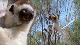 Sifaka Lemurs Jumping Around  Attenborough  BBC Earth [upl. by Swirsky956]